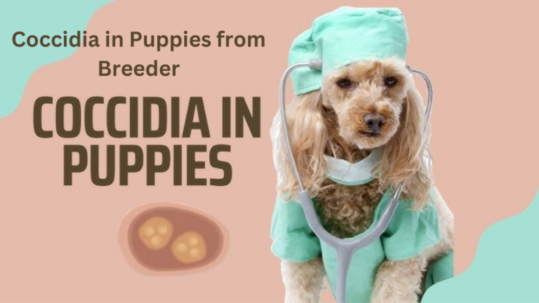 Coccidia in Puppies from Breeder