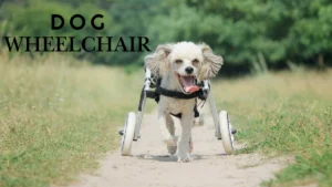 Dog Wheelchair: A Full Guide to Improving Your Pet’s Mobility