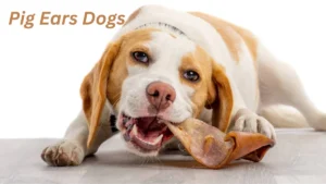 Are Pig Ears Good for Dogs?