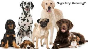 Introduction: When it comes to our furry companions, one of the most common questions new dog owners have is about when their dogs will stop growing. While it might seem like a simple question, the answer can vary depending on several factors, including the breed, size, and health of the dog. In this article, we will dive into the details of a dog's growth cycle and provide you with in-depth knowledge about when and how dogs reach their full size. Understanding Dog Growth Stages The development cycle in canines follows an anticipated example, yet the age at which they quit developing relies to a great extent upon their variety and size. Little dogs fill quickly in their initial not many long stretches of life, putting on weight and size at a dramatic rate. Be that as it may, as they arrive at specific stages in their turn of events, development dials back and in the end stops. Understanding the development stages can assist you with following your canine's actual changes and distinguish when they might arrive at their standard. The Early Months: Rapid Growth During the first few months, puppies experience rapid growth. By the time they are 8 weeks old, they are usually around 50% of their adult weight. Their bones are still soft, and their muscles are not fully developed. Puppies go through a critical period of socialization during this phase, learning how to interact with humans, other animals, and the world around them. At this stage, it is crucial to feed your puppy a balanced diet to ensure healthy development. A diet rich in protein and essential nutrients will support their growing bones and muscles, while also promoting overall health. Regular veterinary visits during this period are essential to monitor growth and address any potential health concerns. The Teenager Phase: Slower Growth As puppies grow, they enter the "teenager" phase, which typically occurs between 6 and 12 months of age. During this time, their growth rate slows significantly, and they start to lose their "puppy fat." Although dogs still experience growth, it is not as rapid as in their first few months. This phase can be confusing for some pet owners, as dogs may look more mature but still have some growth left to do. Around 6 months of age, you might notice that your dog starts to mature physically, with their coat becoming shinier and their posture becoming more confident. They may also show signs of sexual maturity, especially in male dogs. However, despite their changes in appearance, their bones and joints are still developing, and they are not yet fully grown. The Final Growth Phase: Full Maturity The final growth phase typically begins around the 12-month mark, although it may vary for different breeds. Smaller breeds often stop growing earlier than larger breeds, with many small dogs reaching their full adult size by the time they are 10 to 12 months old. Larger breeds, however, may continue to grow well into their second year of life. During this phase, the growth plates in your dog's bones begin to close, signaling the end of their physical growth. This process happens gradually, and by the time your dog reaches 18 to 24 months, they will have achieved their full height and weight. However, some breeds may continue to "fill out" a bit after they reach their full height, developing more muscle mass and body tone. The Role of Breed Size in Growth One of the most significant factors that determine when a dog stops growing is their breed size. The size of a dog plays a crucial role in how quickly they mature and when they stop growing. Understanding the differences between small, medium, and large breeds can help you predict the timeline for your dog's growth. Small Breeds: Faster Maturity Little canine varieties, like Chihuahuas, Dachshunds, and Pomeranians, will quite often quit becoming sooner than bigger varieties. These canines ordinarily arrive at their standard by around 10 to a year old enough. Little canines mature more rapidly than their bigger partners, both genuinely and physically. When they are one year old, most little canines will have arrived at their last size and will never again encounter huge development. Little varieties may likewise have different dietary requirements contrasted with bigger varieties. It's essential to furnish them with food that upholds their fast development in the beginning phases of life, as well as guaranteeing that they keep a solid load as they mature. Medium Breeds: Steady Growth Medium-sized dog breeds, such as Beagles, Bulldogs, and Cocker Spaniels, experience a steady growth trajectory. These dogs typically stop growing between 12 and 18 months of age, with some continuing to fill out until they are around 2 years old. The growth rate in medium breeds is not as rapid as in small breeds, but it is steady and consistent. Medium-sized dogs are generally more adaptable to different living environments, and they often have a more balanced rate of growth. Proper nutrition and exercise are key to helping these dogs reach their full potential, as they are at risk for obesity if not given enough physical activity. Large Breeds: Longer Growth Period Large and giant dog breeds, such as Golden Retrievers, German Shepherds, and Great Danes, have a much longer growth period compared to smaller breeds. These dogs may continue to grow until they are 18 to 24 months old. Some giant breeds, like the Great Dane, may take up to 3 years to fully mature. Larger breeds require special attention during their growth period to ensure that their bones and joints develop correctly. Overfeeding or under-exercising these dogs can lead to health problems, such as hip dysplasia and obesity. A balanced diet with adequate calcium and protein is essential for their proper bone development. Factors That Affect Dog Growth While breed size is a major factor in determining when a dog stops growing, there are other factors that can influence their growth patterns. These include genetics, diet, exercise, and overall health. Understanding these factors can help you better care for your dog as they grow and mature. Genetics: The Blueprint for Growth A canine's hereditary qualities assume a huge part in deciding when they will quit developing. Similarly as in people, a canine's hereditary cosmetics influences their general size and development rate. A few canines might develop quicker or more slow than others, contingent upon their acquired qualities. Assuming you are uncertain about your canine's development direction, getting some information about their genealogy and expected size is useful. Diet: Fueling Healthy Growth A balanced diet is essential for ensuring that your dog grows at a healthy rate. Puppies require different nutrients than adult dogs, and feeding them the right food can promote optimal growth. High-quality puppy food that contains protein, fats, and essential vitamins will help your dog develop strong bones, muscles, and a shiny coat. As your dog matures, their dietary needs will change. Adult dogs typically require fewer calories, and their diet should be adjusted accordingly to prevent weight gain. Proper nutrition is critical throughout all stages of growth, as it can directly impact your dog's overall health and development. Exercise: Promoting Healthy Growth Customary activity is critical for your canine's development and advancement. While pups shouldn't take part in extraordinary activity until they are more established, ordinary recess and short strolls are vital to keep them dynamic and animate muscle improvement. As your canine ages, their activity needs will change, however predictable movement keeps up with sound weight and muscle tone. Signs Your Dog Has Stopped Growing Once your dog reaches their full adult size, you may notice several signs indicating that they have stopped growing. These include: No change in weight or height: If your dog has not gained any significant weight or height in several months, it is a good indication that they have reached their full size. Changes in body shape: Your dog may start to fill out, especially in terms of muscle mass, once they stop growing. Mature behavior: Older dogs often become more settled and mature in their behavior. They may become less energetic or develop a stronger bond with their owners as they age. Final Thought: Understanding when your dog will stop growing is crucial for providing them with the best care possible. While the growth timeline varies depending on their breed, size, and genetics, most dogs will stop growing by the time they are 18 to 24 months old. By monitoring your dog's development and providing proper nutrition, exercise, and care, you can ensure they grow into a healthy, well-adjusted adult. Whether you have a small dog that reaches full maturity at 12 months or a giant breed that continues to grow for up to 3 years, it's important to tailor your care to your dog's specific needs. With proper attention and care, your dog will grow into a happy, healthy adult, ready to share many years of companionship with you. FAQ: At what age do small dogs stop growing? Small dog breeds typically stop growing between 10 to 12 months of age. They reach their full height and weight earlier than larger breeds. However, some small dogs may continue to fill out and gain muscle mass even after they stop growing in height. By the time they are a year old, small dogs generally reach their adult size. Do large dogs stop growing later than small dogs? Yes, large dogs generally stop growing later than small dogs. While small dogs usually reach full maturity by 10 to 12 months, large breeds may continue growing until they are 18 to 24 months old. Some giant breeds, such as Great Danes, may take up to 3 years to fully mature. Larger dogs also tend to take longer to fill out their muscle mass and body size. How can I tell if my dog has stopped growing? You can see that your canine has quit developing when you notice no huge changes in level or weight more than a couple of months. Different signs remember changes for body shape, where your canine might start to finish up with more muscle. Also, your canine's way of behaving could turn out to be more adult, and they might begin to settle down in the wake of arriving at their regular. On the off chance that you are uncertain, counseling your veterinarian can give you more understanding.
