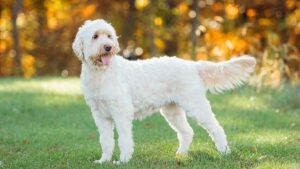Goldendoodle