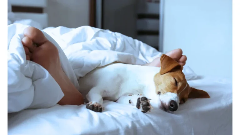 Dog-Friendly Hotels in Edinburgh, UK