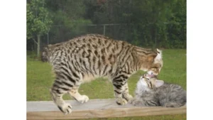 Highlander Cat Breed: A Unique and Fascinating Companion