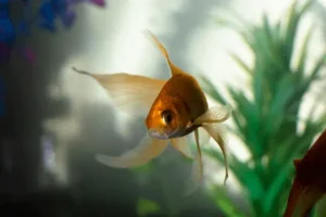 Beginner’s Guide to Aquarium Care