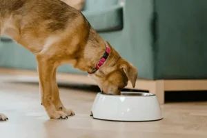 Dry Dog Foods