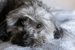 Hypoallergenic Dog