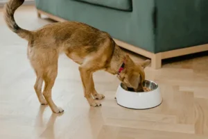 Dog Food Recipes for a Balanced Diet