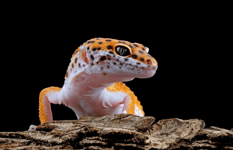 How Long Can a Leopard Gecko Go Without Food