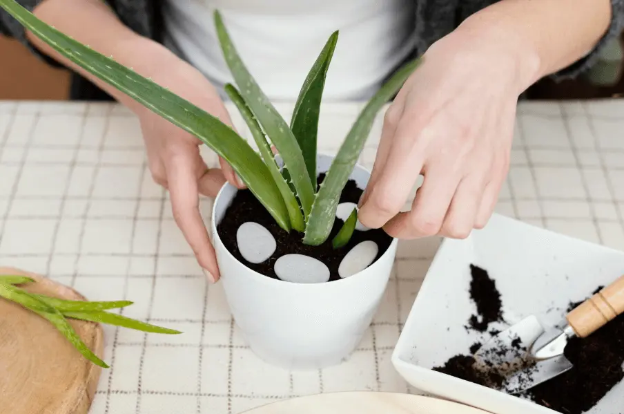 How to Propagate a Snake Plant