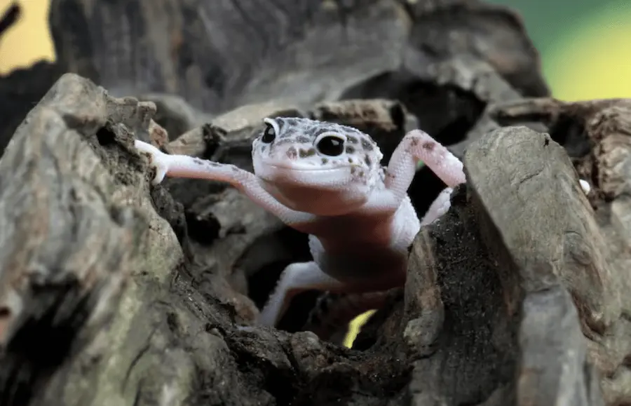What Do Crested Geckos Eat