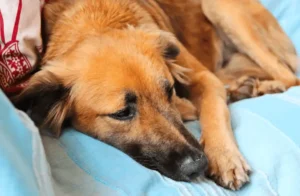 what dog breed has the least health problems