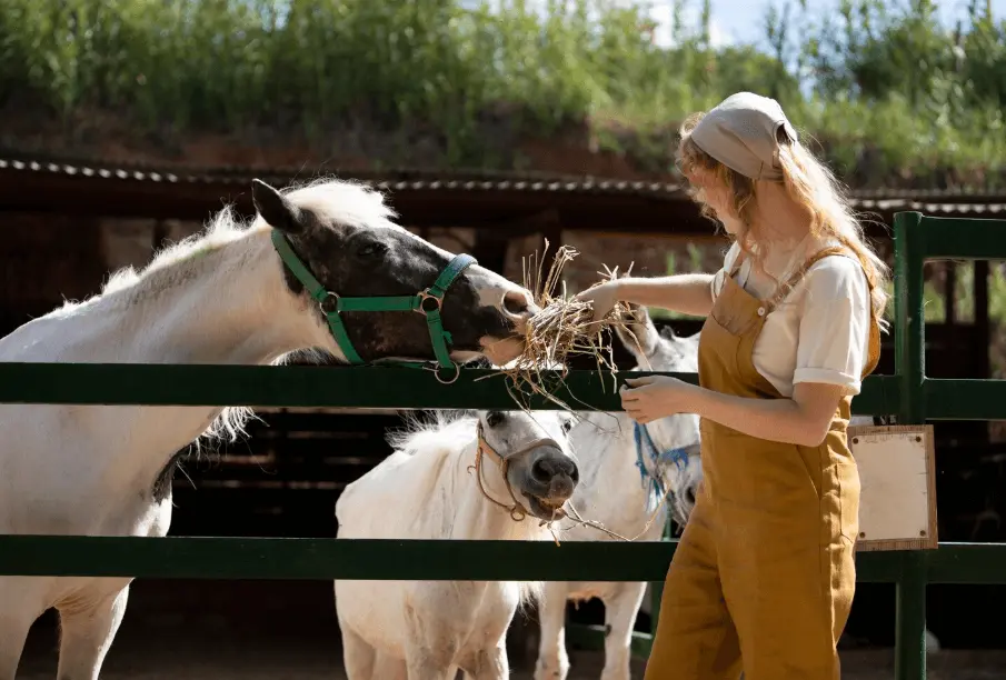 Best Legume to Feed a Horse