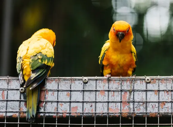 How do Birds Mate: Bird Courtship Phase