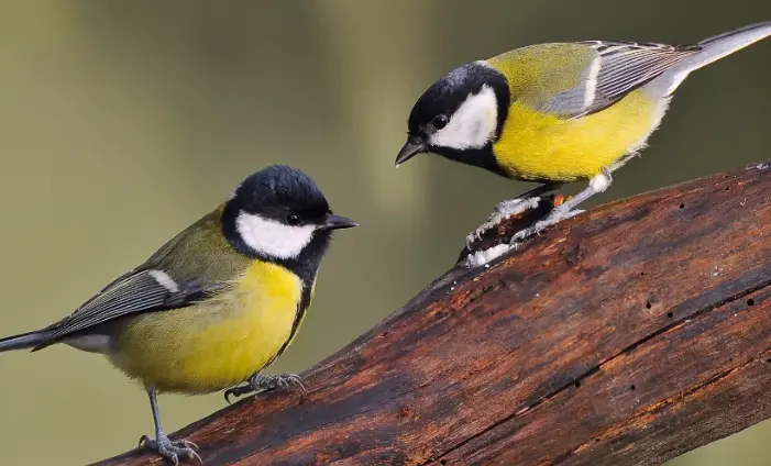 Birds Mate Physically