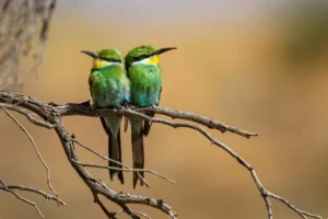 How Do Birds Mate