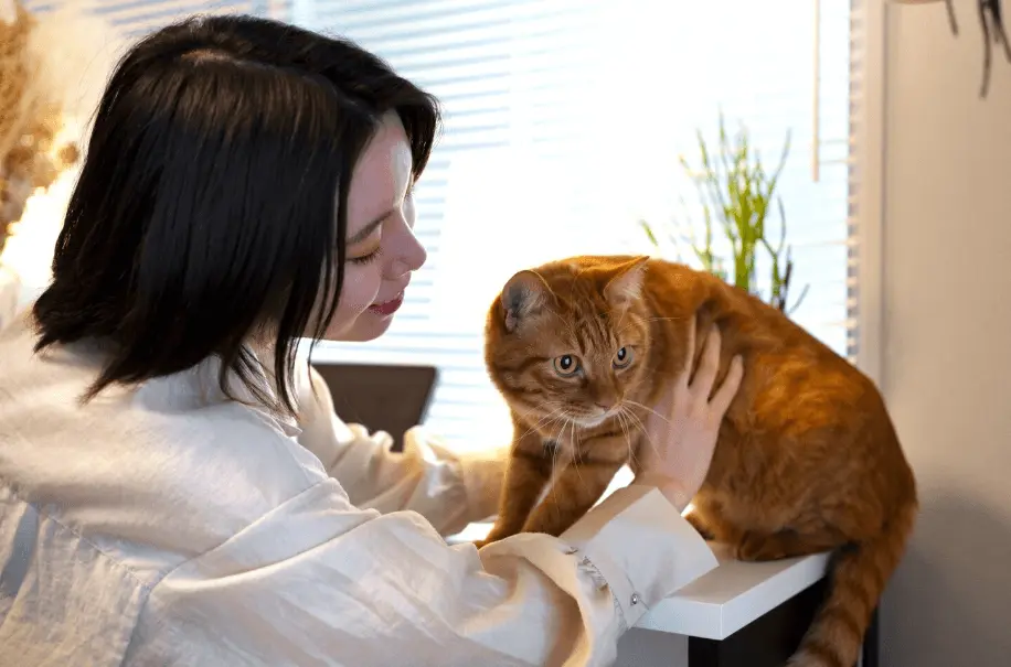 How Long Are Cats Pregnant For in Weeks