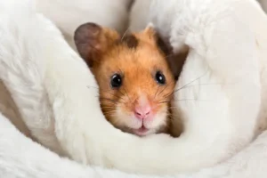 How to Keep Hamsters Healthy in the Winter Season
