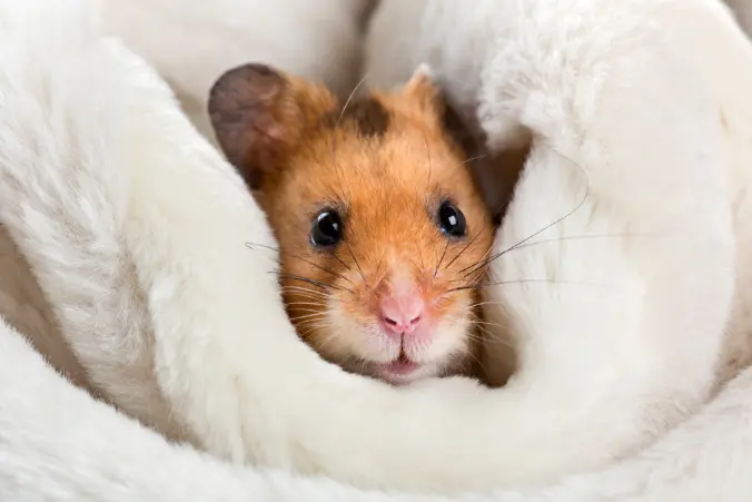How to Keep Hamsters Healthy in the Winter Season