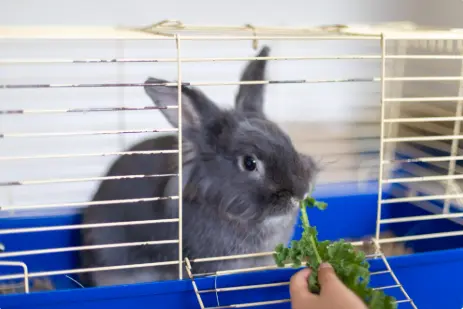 How to Take Care of a Hamster