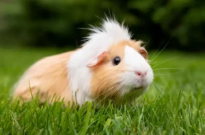How to Take Care of a Hamster