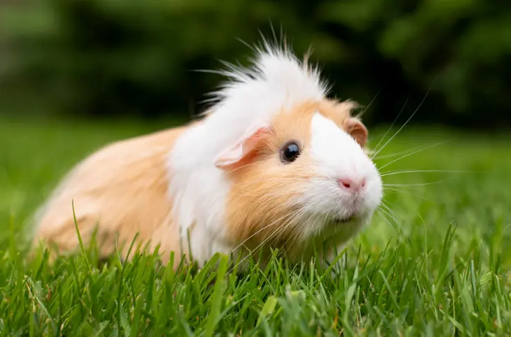 How to Take Care of a Hamster