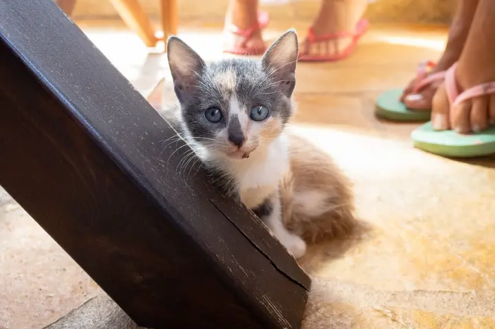 When Do Cats Stop Growing