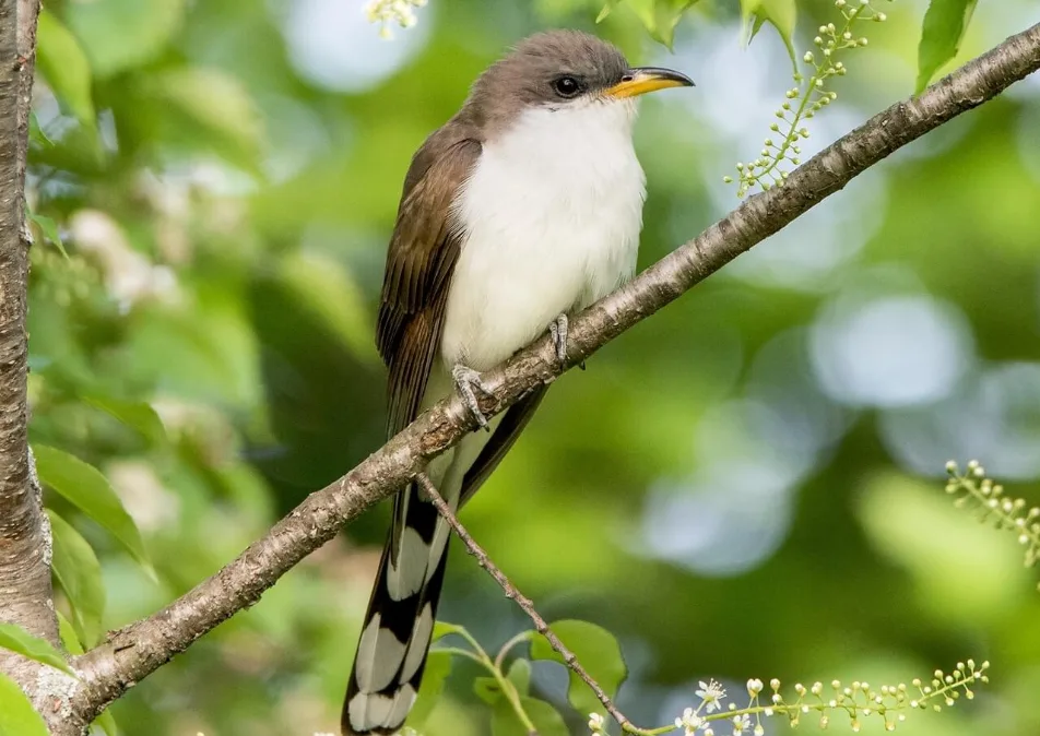 Where Do Cuckoo Birds Live