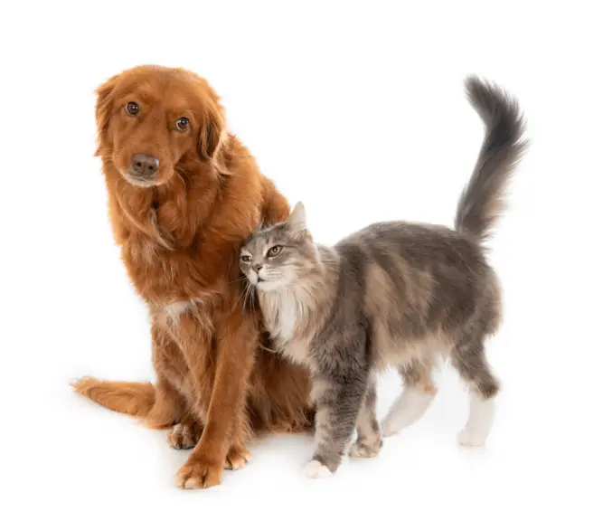 Write for pet haven guide