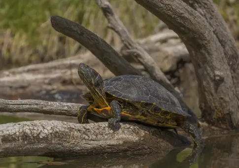 cuttlebone used for tortoise calcium