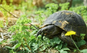 what do tortoises eat: tortoise eating fresh greens