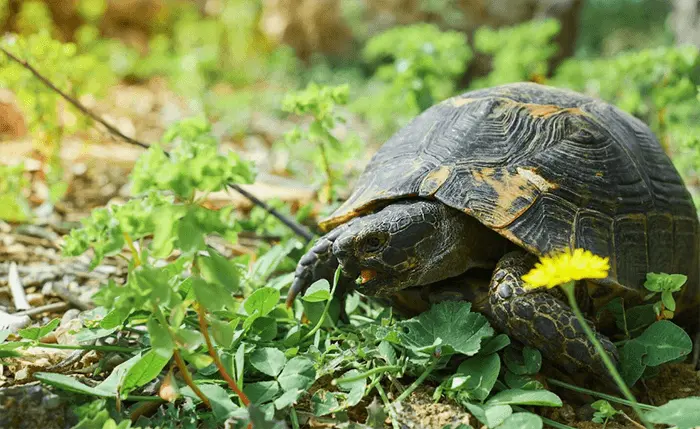 what do tortoises eat: tortoise eating fresh greens