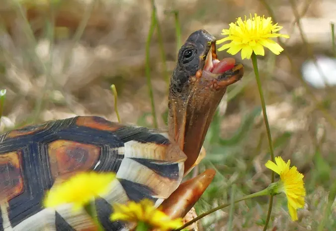 edible flowers for tortoise diet