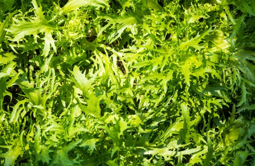 tortoise eating leafy greens for nutrition
