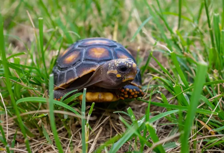 what do tortoises eat weeds and grasses in natural tortoise diet