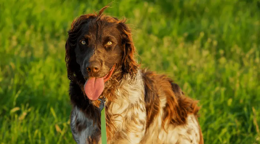dog panting heavily with tongue out